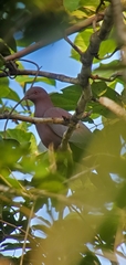 Patagioenas flavirostris