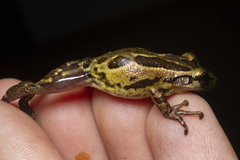 Scinax tymbamirim