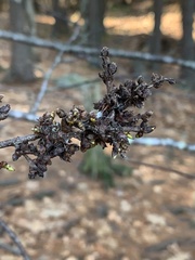 Eriophyes betulae