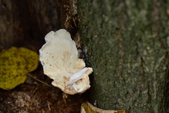 Ossicaulis lignatilis