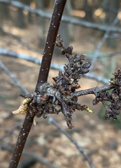 Eriophyes betulae