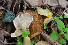 Ossicaulis lignatilis