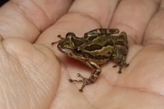 Scinax tymbamirim