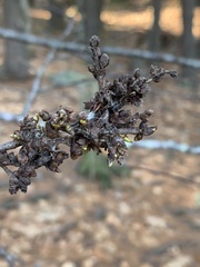 Eriophyes betulae