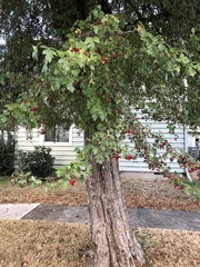 Crataegus monogyna