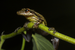 Scinax tymbamirim