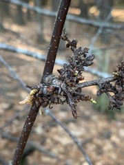 Eriophyes betulae