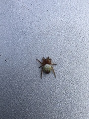 Araniella displicata
