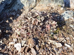 Potentilla crebridens