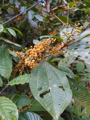 Miconieae