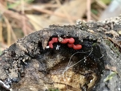 Tulasnella aurantiaca