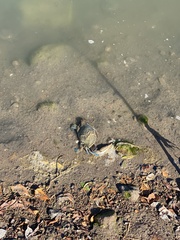 Callinectes arcuatus