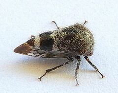 Smiliinae