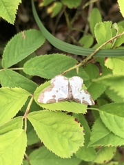 Lomaspilis marginata