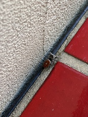 Phidippus adumbratus