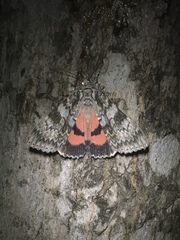 Catocala semirelicta