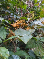 Miconieae