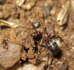 Formica rufibarbis