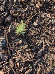 Helichrysum luteoalbum