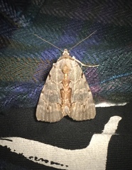 Catocala grynea