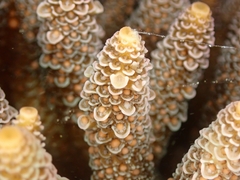 Acropora millepora