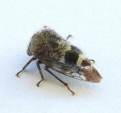 Smiliinae