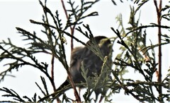 Haemorhous mexicanus