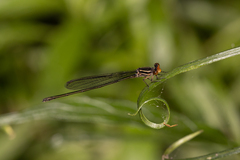 Pseudagrion ignifer