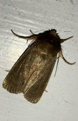 Bityla defigurata