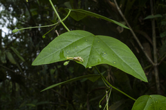 Passiflora porophylla