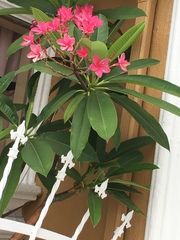 Plumeria rubra