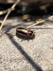 Paranaemia vittigera