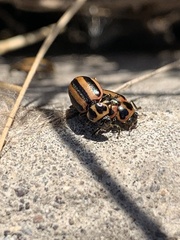 Paranaemia vittigera