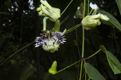 Passiflora porophylla