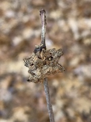 Callirhytis seminator