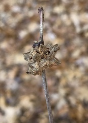 Callirhytis seminator