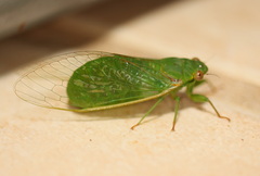 Chlorocysta vitripennis