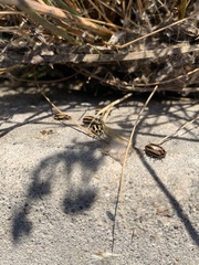 Paranaemia vittigera