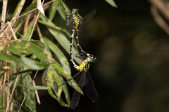 Austrogomphus amphiclitus