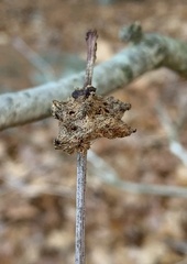 Callirhytis seminator