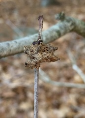 Callirhytis seminator