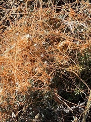 Cuscuta pacifica