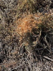Cuscuta pacifica
