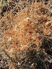 Cuscuta pacifica
