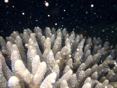 Acropora millepora