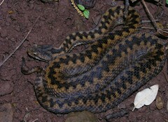 Vipera aspis zinnikeri