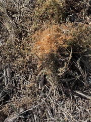 Cuscuta pacifica