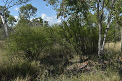 Erythroxylum australe