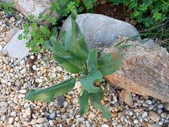 Nicotiana glauca