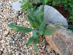 Nicotiana glauca